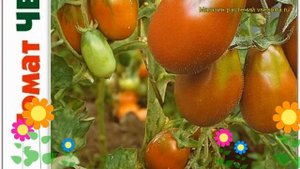 Томат Черномор. Краткий обзор, описание характеристик solanum lycopersicum Chernomor