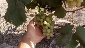 Виноград Илья. июль 2021г.