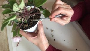 ФИАЛКА Литуаника - отсаживаем пасынков. African Violet Lituanika. Removing suckers.