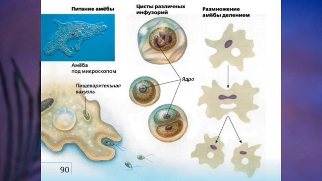 "Подцарство Одноклеточные", Биология 7 класс, Сивоглазов.mp4
