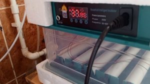 Подготовка яиц к инкубации.