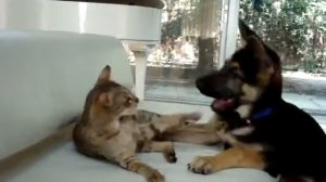 Кошка Саванна играет с овчаркой