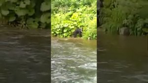 Медведь остров Сахалин . Рыбалка медведя .