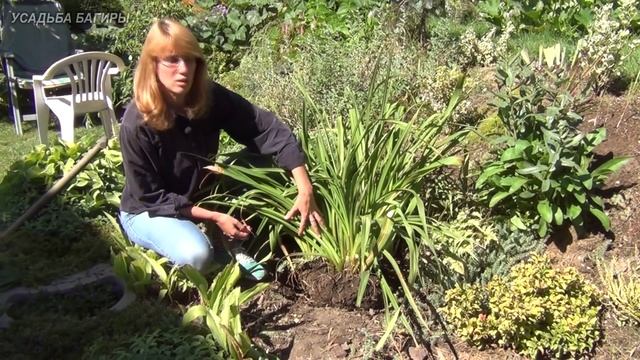 Лилейник. Деление и пересадка.