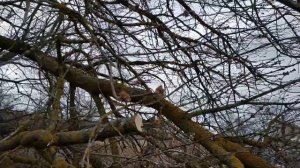 Упало дерево на пасеку, ветер повалил деревья ;( 50 летний клен