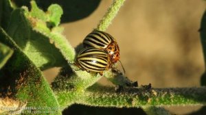 Escaravelho-da-batata (Leptinotarsa decemlineata)