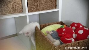 Сказочный дуэт. Дина и Заврик. Космическое путешествие.