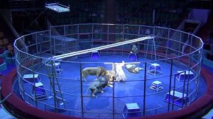 Аттракцион _В садах Ривенделла_ Алексей Макаренко. Ярославль 2020