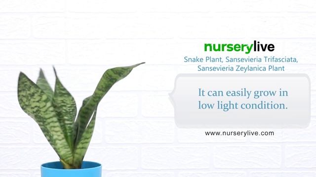Snake Plant - Sansevieria Trifasciata, Sansevieria Zeylanica - Plant | nurserylive смотреть онлайн