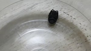 Поймал паука Каракурта (Краснодарский край)