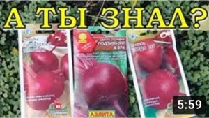 ЛУЧШИЕ сорта СВЕКЛЫ для посева под зиму???