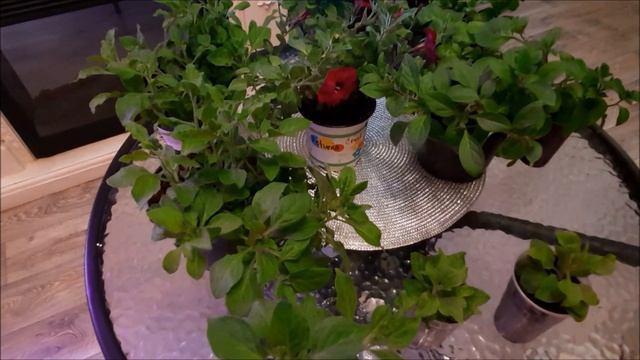 Прищипывание и формирование пышного куста ампельной и вегетативной петунии.Нужна ли прищипка петуни