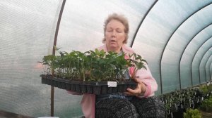 Морозники для бизнеса