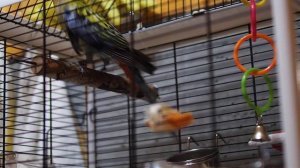 Непонятное поведение розеллы