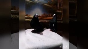 Курский турман голуби