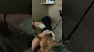 Вельш-корги пемброк подготовка к выставке. Профессиональный уход за шерстью, груминг.