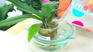 Пересадка первой орхидеи из почтовой посылки.  Из мха, в керамзит + ЦеоФлора.