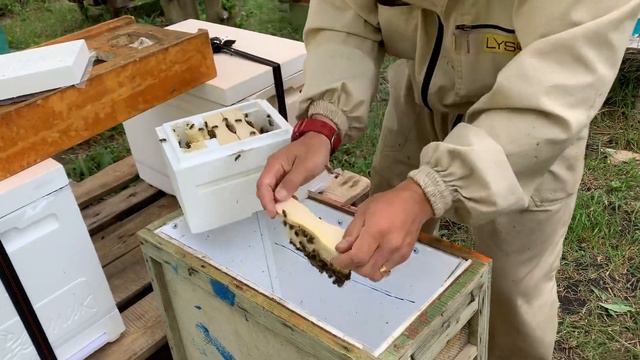 Собираю пчёл с микронуклеусов для заселения в шестирамочники смотреть онлайн
