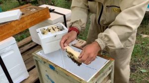 Собираю пчёл с микронуклеусов для заселения в шестирамочники