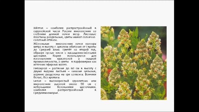 резеда