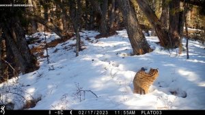 Дальневосточный лесной кот во всей красе