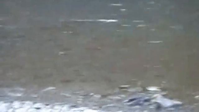 Хариус