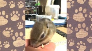 СМЕШНОЕ ВИДЕО ПРО ЖИВОТНЫХ - БУРУНДУК и КЕША