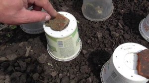 Минимальный размер рассады земляники при высадке в ОГ