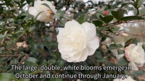 Hammond Highlight of the Month: 'White Shi Shi' Camellia