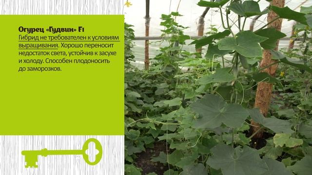 Огурцы в теплицах Садов России. Отзыв агронома