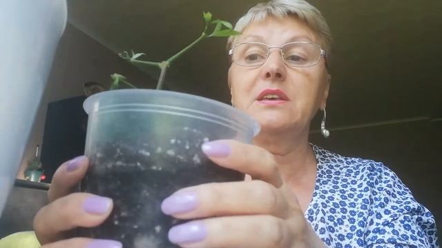 Пахистахис.