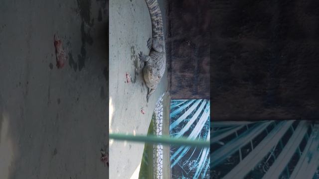 #2 Сиамский крокодил смотреть онлайн