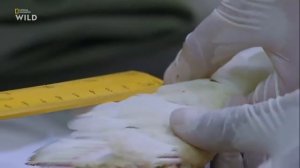 Дикая Планета. Самые опасные и красивые места. Планета Земля.