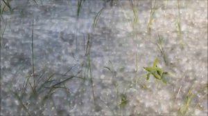 А пух летит, летит супруги Сазоновы