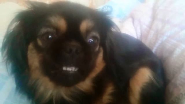 ბიბო პეკინესი bibo pekinesi смотреть онлайн