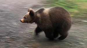 Во что играют медведи?