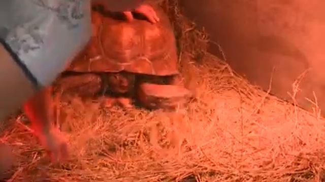 В Пензенском зоопарке черепахи Анна и Петр готовятся стать родителями смотреть онлайн