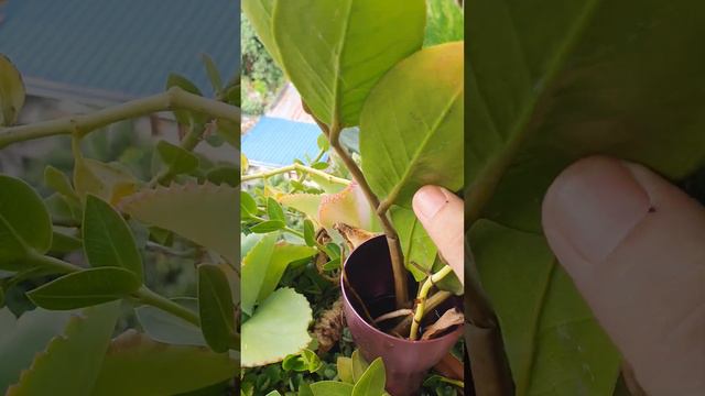 my Welcome plant propagation #satisfying #short #share #dailyvlog #asmr #viral #trending #like