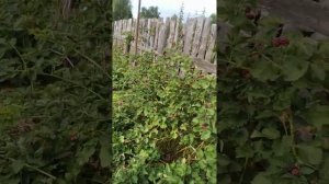 ежевика Блек Даймонд,сигнальное плодоношение