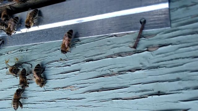 Облет молодой СР пчелы в Подмосковье. смотреть онлайн