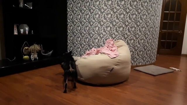 ВСЛ. Восточно сибирская лайка. смотреть онлайн