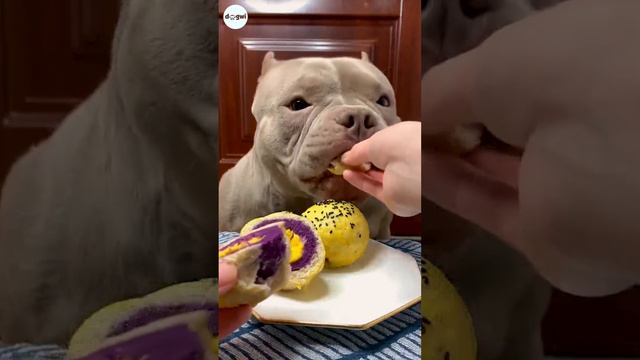 Dog Cute Eating Egg Donuts | Eating Sound #dog #dogs #puppy #short