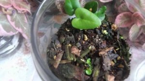 Хемионитис (Hemionitis) сердечный папоротник - живём, растем, радуем)