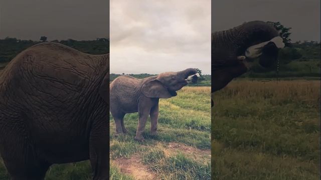 Baby Elephant Drinking Milk from Bottle