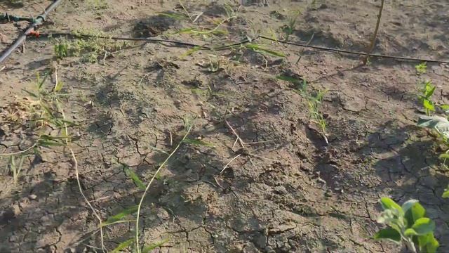 Капельный полив с кондиционера. Кондиционер на воде. Обзор сада. смотреть онлайн