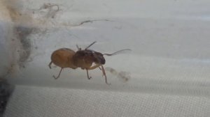 Муравьи Camponotus fedtschenkoi. Выпуск 1. Начало