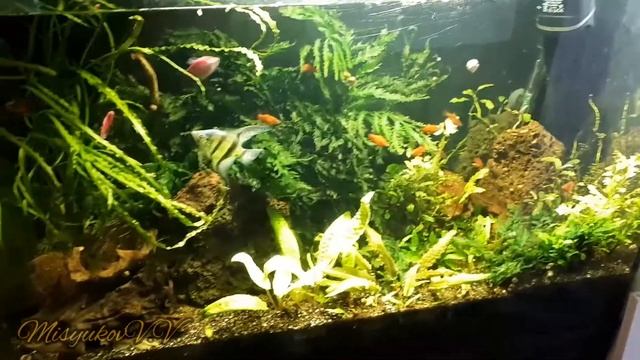 Освещение в аквариуме смотреть онлайн