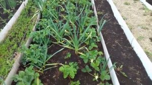 Обработка клубники от долгоносика до и во время цветения.