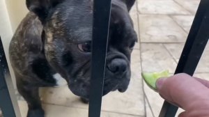 VSD Metal Melt Down - Dumpster Diving Huge Haul 7KG+  ASMR Metal Melting - BigStackD Casting