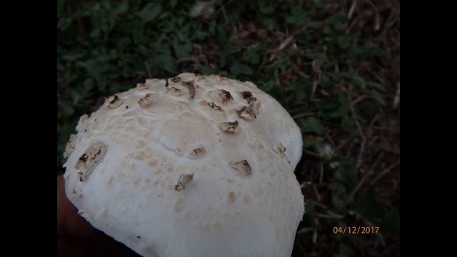 Amanita codinae